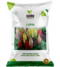 Grow Delight Imported Lupin 100 Seeds Grow Delight Imported Lupin 100 Seeds